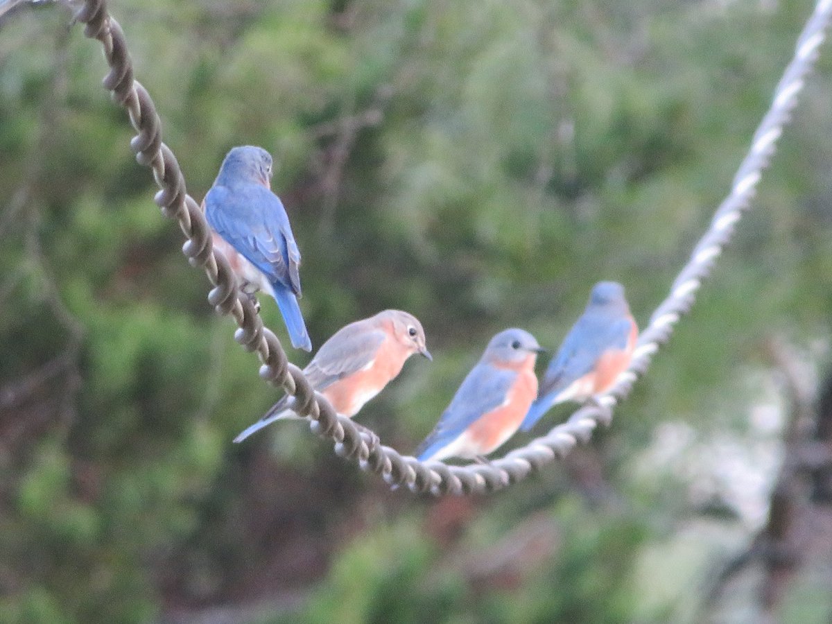 whatabirder's tweet photo. Eastern Bluebirds #nature #sweet #Texas #birds #birding https://t.co/KXsBJ1Ct59