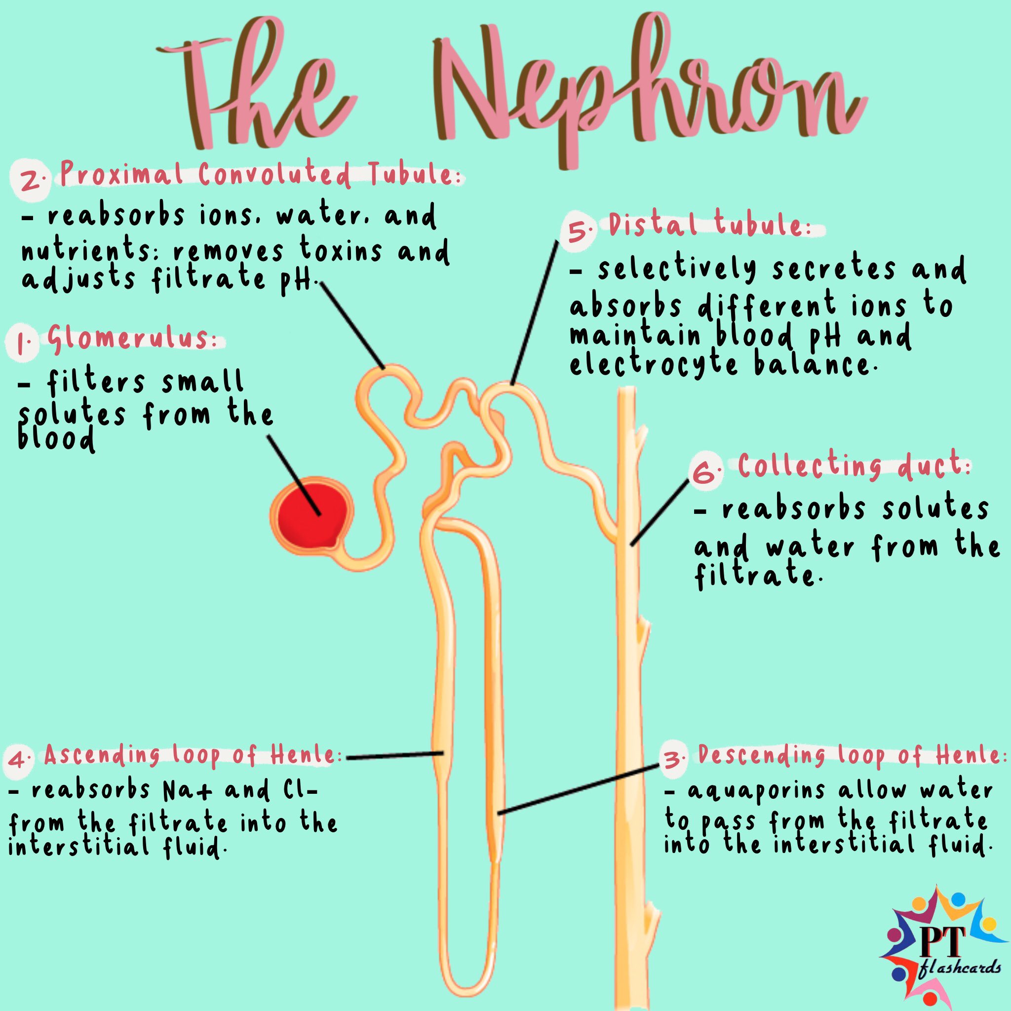 functioning of the nephron