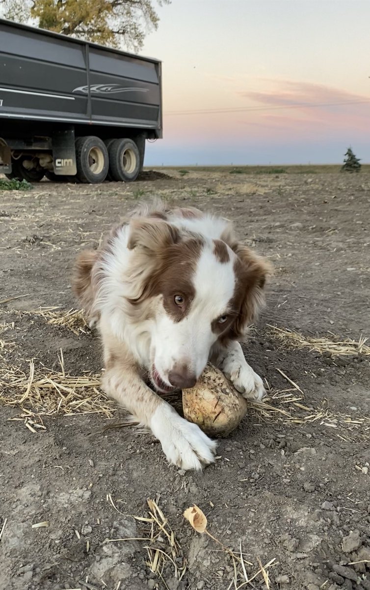 kelli_laine's tweet photo. The dogs are big fans of beet harvest! 
#absugar22 https://t.co/ngUlZ8lqVl