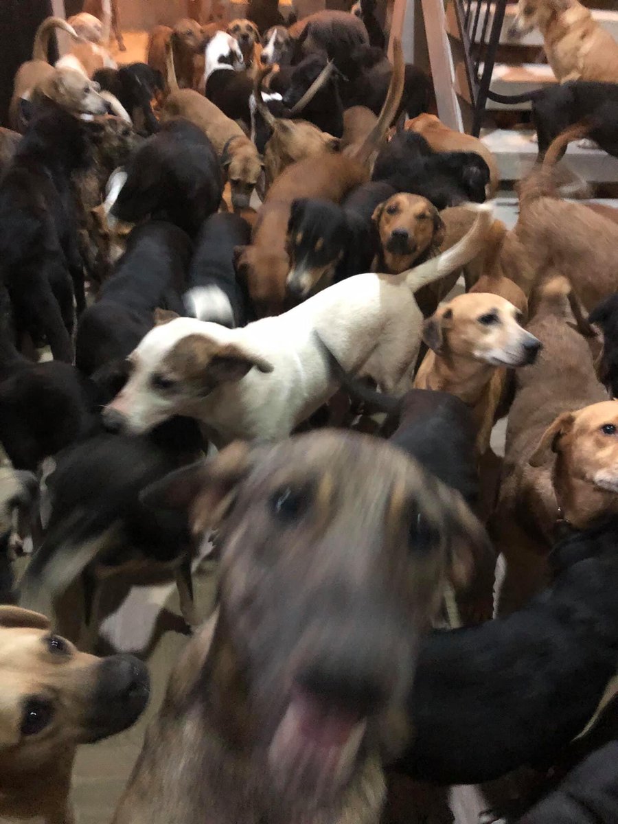En este huracรกn no nos olvidemos de los mรกs necesitados, esas vidas que igual valen, si tienen la oportunidades ayudar a un perrito, hรกganlo ๐ฅบ๐ #HuracanDelta
Fotos de: Ricardo Pimentel cordero
IG: Chinopimentel https://t.co/OV4DZCSqF9