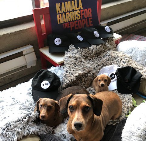 VONDRISKA357's tweet photo. @KamalaHarris There's NO debate about it! Go Kamala and Joe! https://t.co/KtBlgsp33N
