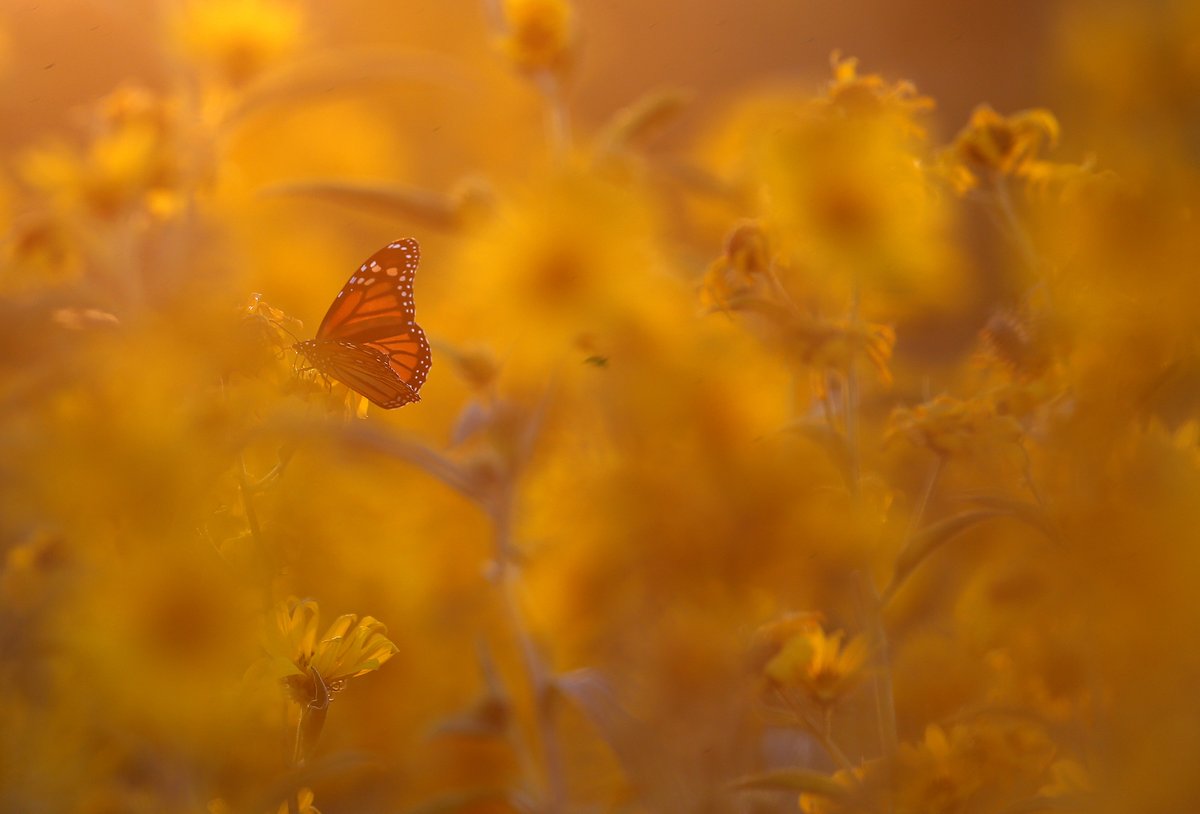 sarahcphipps's tweet image. Flowers in the nature reclamation area along the trails at Lake Hefner