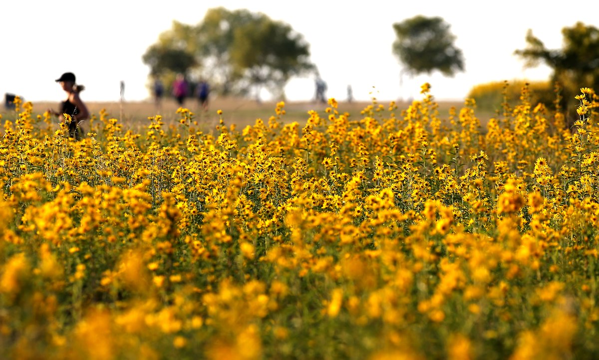 sarahcphipps's tweet image. Flowers in the nature reclamation area along the trails at Lake Hefner