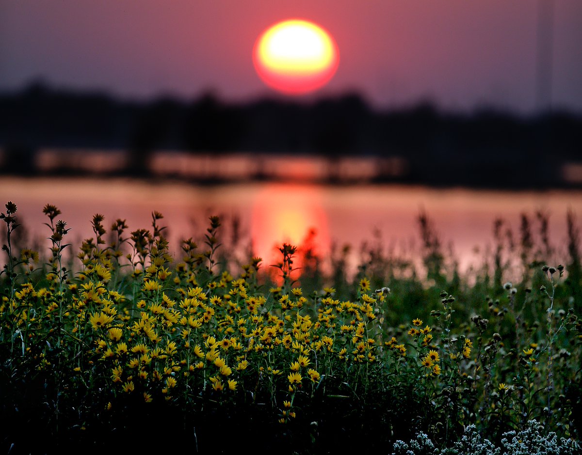 sarahcphipps's tweet image. Flowers in the nature reclamation area along the trails at Lake Hefner