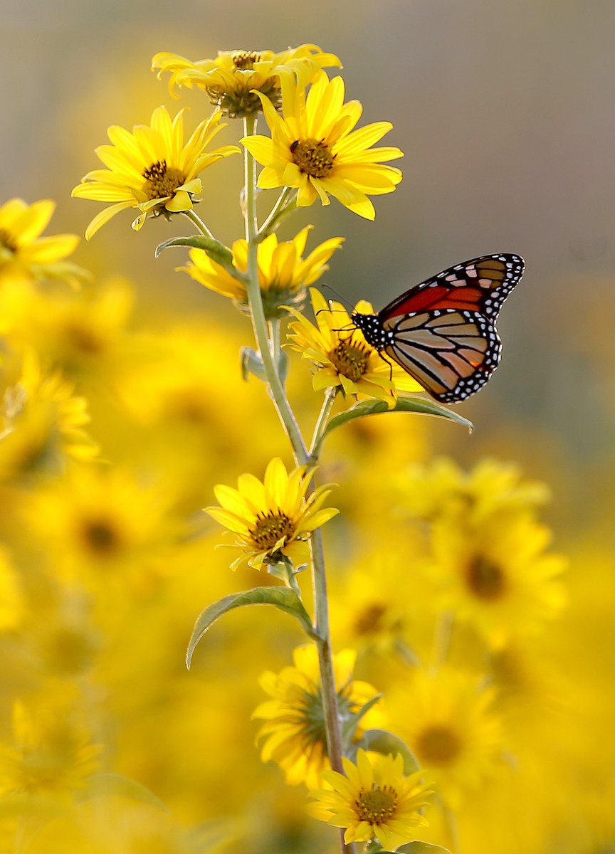 sarahcphipps's tweet image. Flowers in the nature reclamation area along the trails at Lake Hefner
