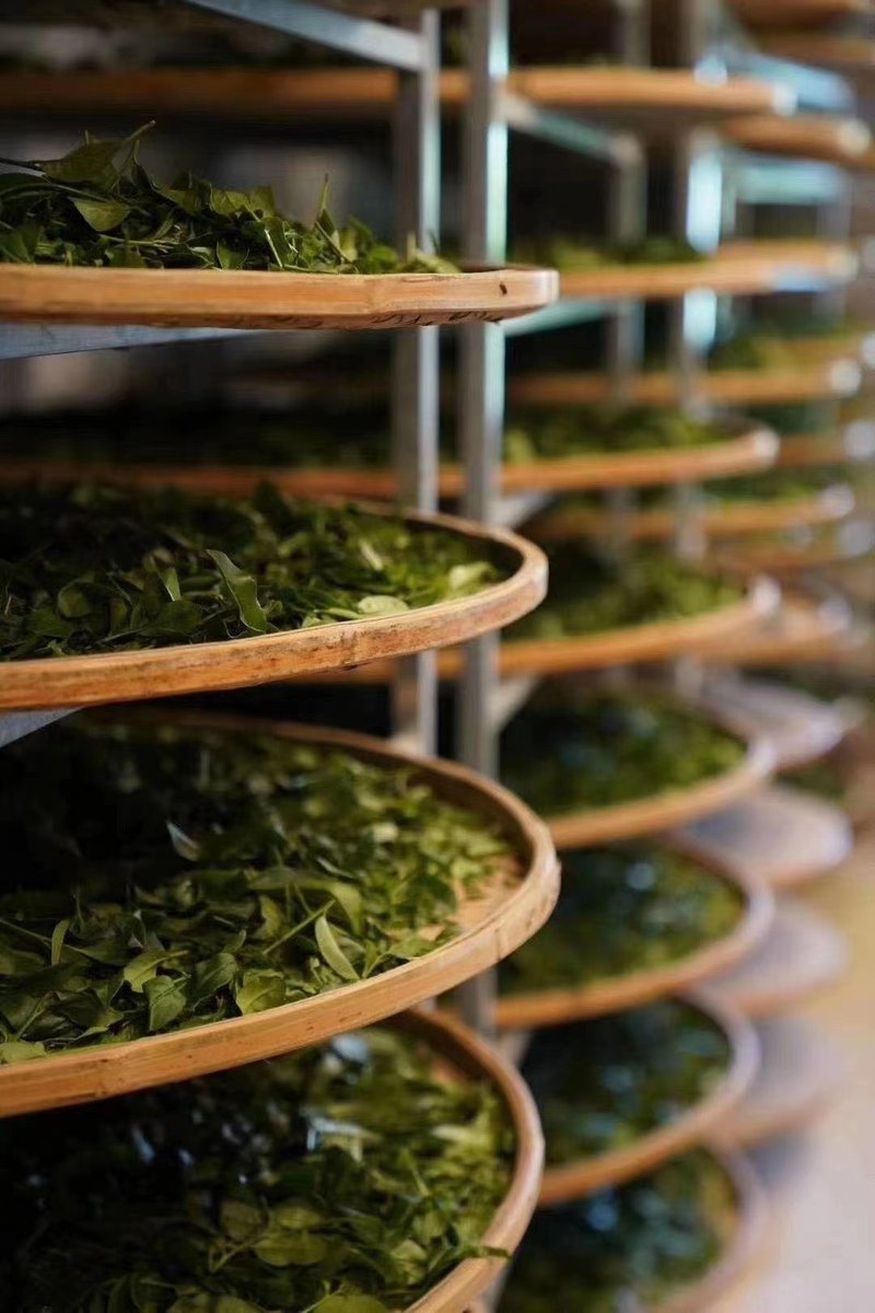 Chinese Tea Leaves (@chinesetleaves) / Posts / X