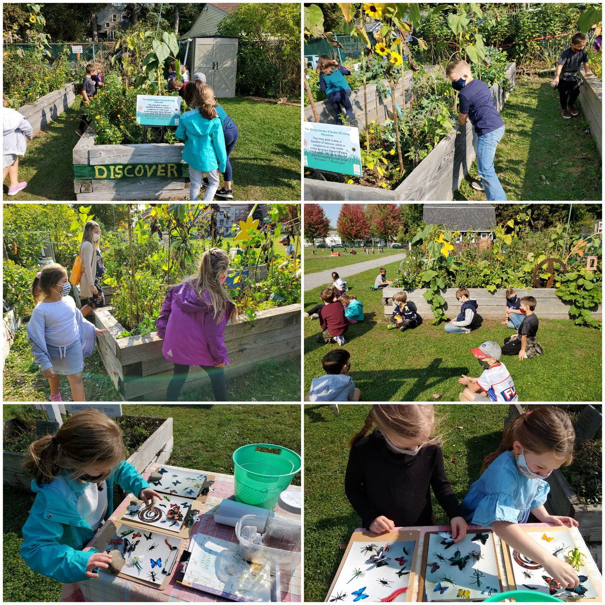givinggardenUP's tweet photo. Adaptation! Critter camo! #animalsadapttosurvive #blendingin #gardenbasededucation #gardenhabitat #kidsgardening #NYFarmtoSchool #gardenexplorers #studentscientist #hamburgcentral #beneficialorpest #wegrowsokidsknowwherefoodcomesfrom #SOLE https://t.co/k5OfhhaSdV