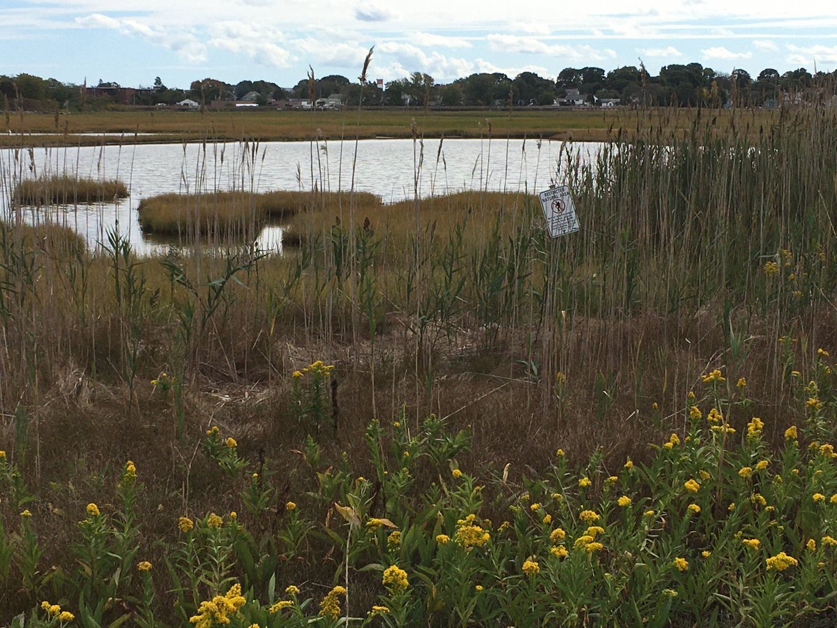 RandiRotjan's tweet photo. The last remaining salt marsh in Boston (@belleislemarsh) was well worth a #murbex visit, even during #COVID19 ! @BUMPatBU https://t.co/pJdDVTy1gw