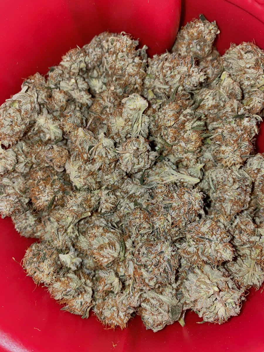 HealingsNewName's tweet photo. Mmm gorilla cookies ๐๐ #gorillaglue #cookies #WeedLovers #thc #ganja #marijuana #cannabis #CannabisCommunity #gorillacookies #strains #freshlycut #indoorgrow #mmmp #mmmj #420stoners #stoners https://t.co/bVAAkei21x