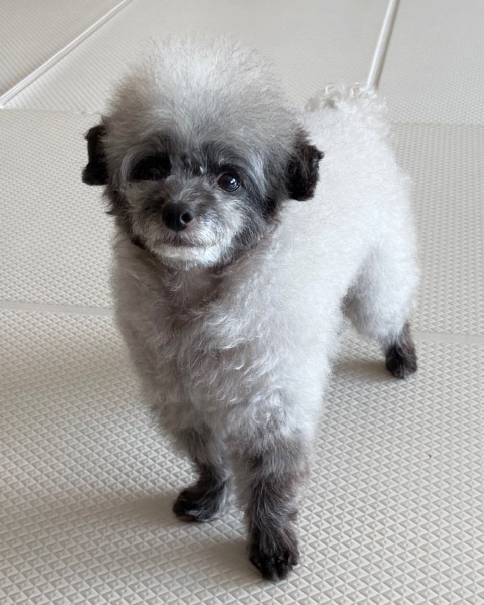 yulstagrm's tweet image. [INSTAGRAM] yulyulk: Home Styling 💇🏻‍♀️💆🏻‍♀️ 
#Dooe instagram.com/p/CGBou4QhO_7/ #yulstagram