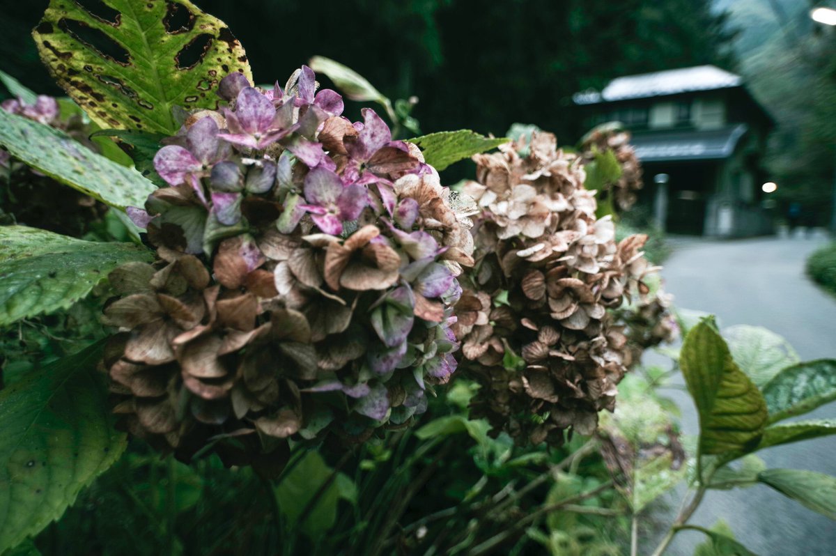 コンプリート 高 尾山 紫陽花 最高の画像新しい壁紙bhd