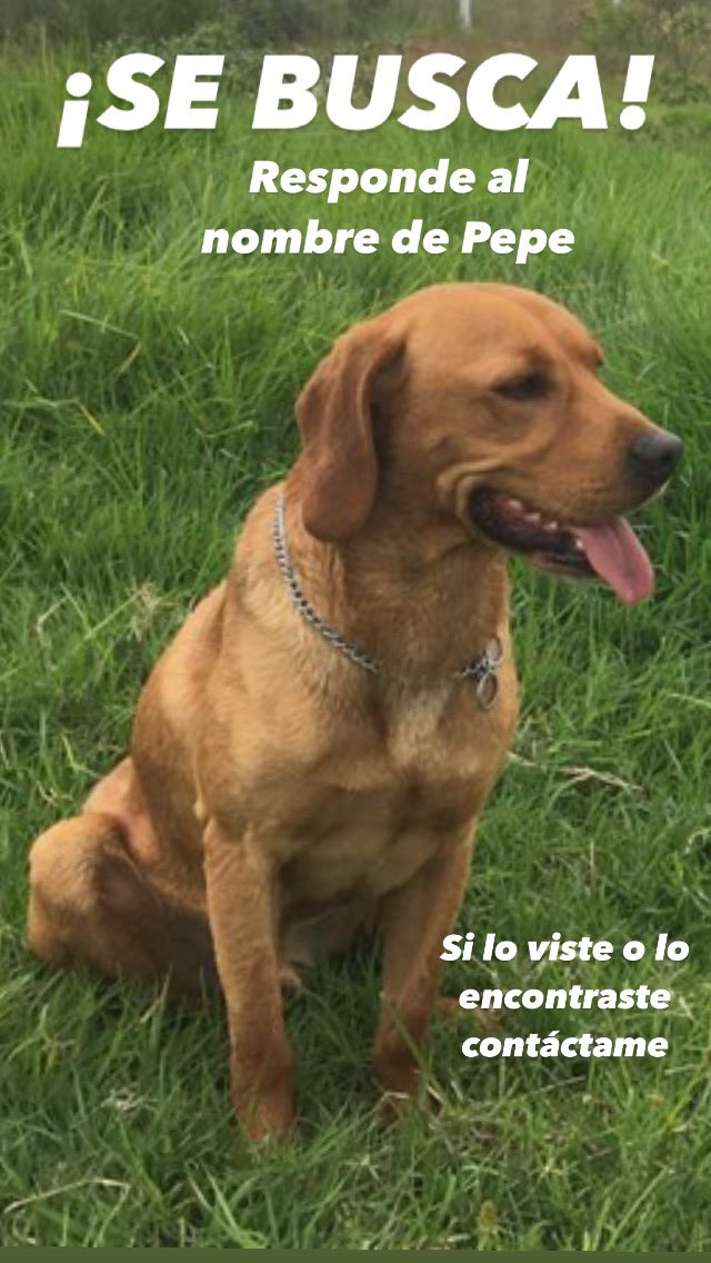 venenodcrc's tweet photo. Ahora sí échenme un RT por favor 🙏🏿 se me perdió hoy en la colonia Tlacuitlapa, @AlcaldiaAO @Centenario_Ofic @Olivardelconde https://t.co/nPtLW8up4A