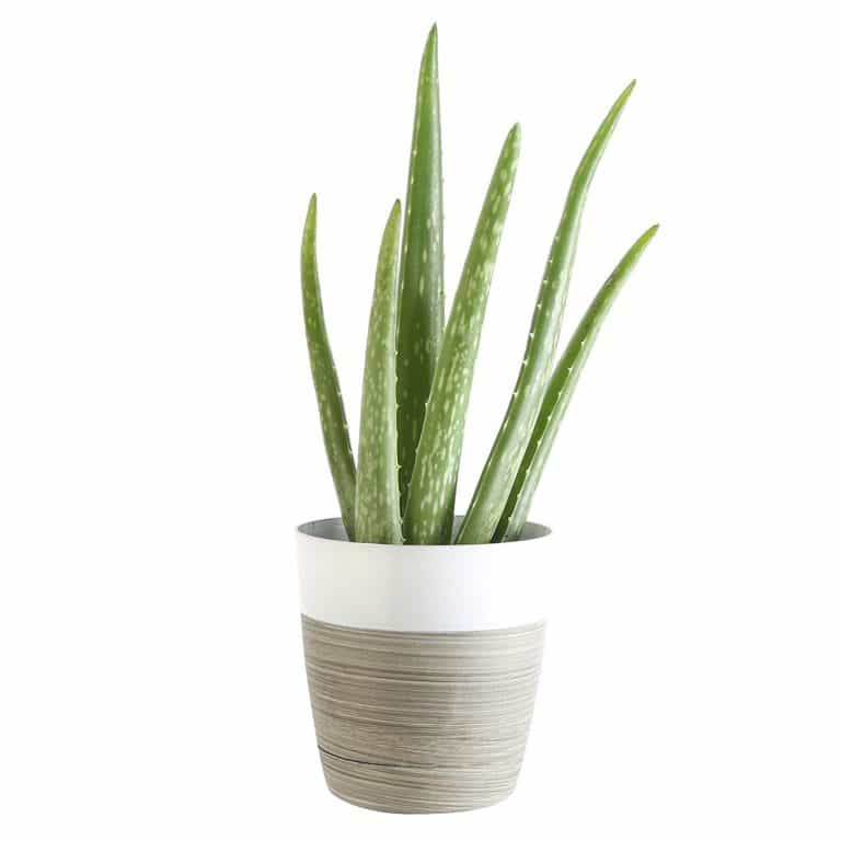 Best Air Purifying Plants for Bathroom that Survive Low Sunlight
justdiydecor.com/bathroom-decor…

#homedecor #home #diy #homedecorideas #plants #airpurifying