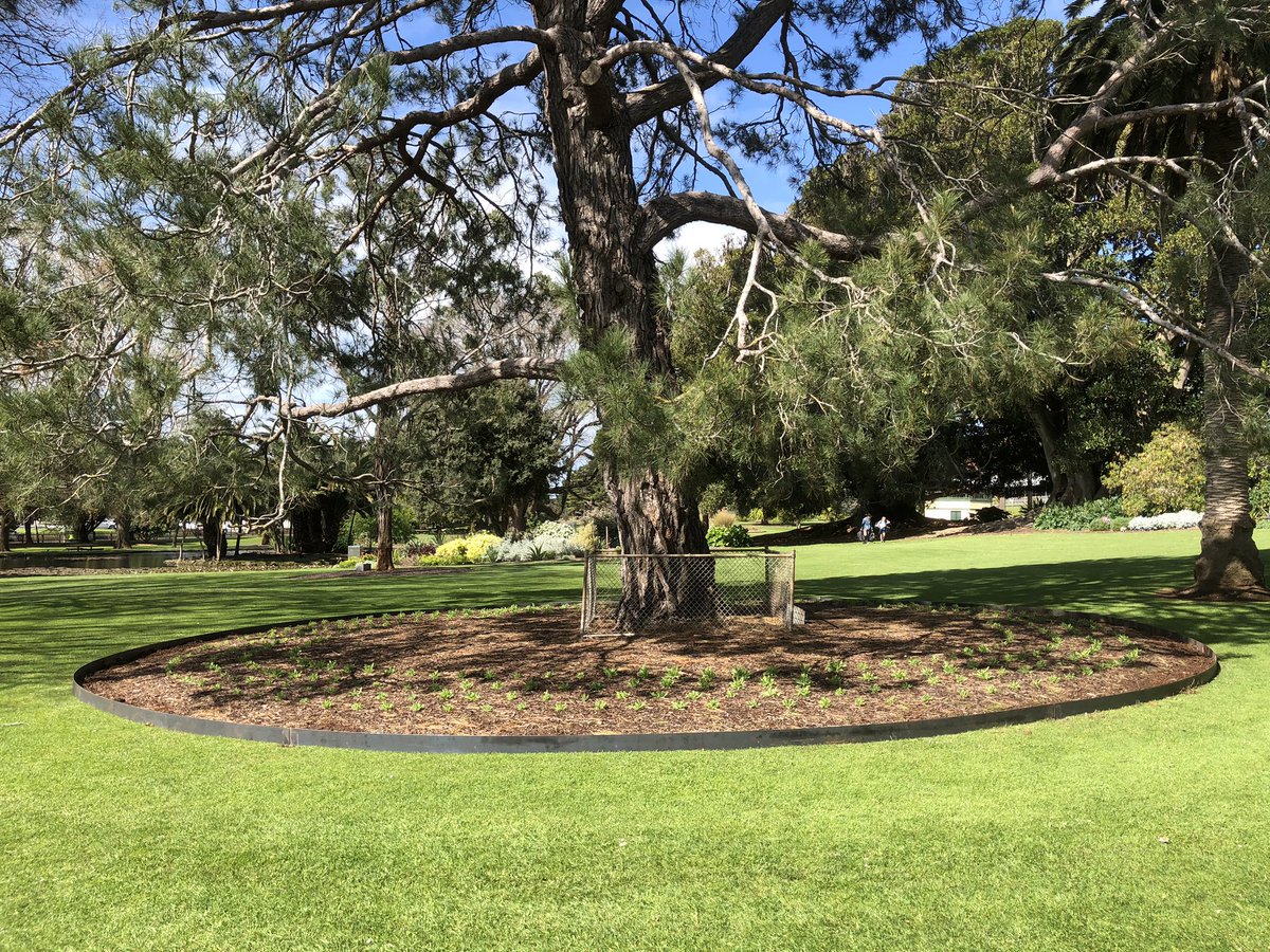 Bundogs's tweet photo. Thanks to The Friends of WBG who have generously paid for the installation of metal edging around our Lone Pine (Pinus brutia)
Fantastic to be involved in a functional partnership where the gardens are the ultimate winners 😊#warrnamboolbotanicgardens #lonepine #metaledging https://t.co/LW1Rc3uKrx