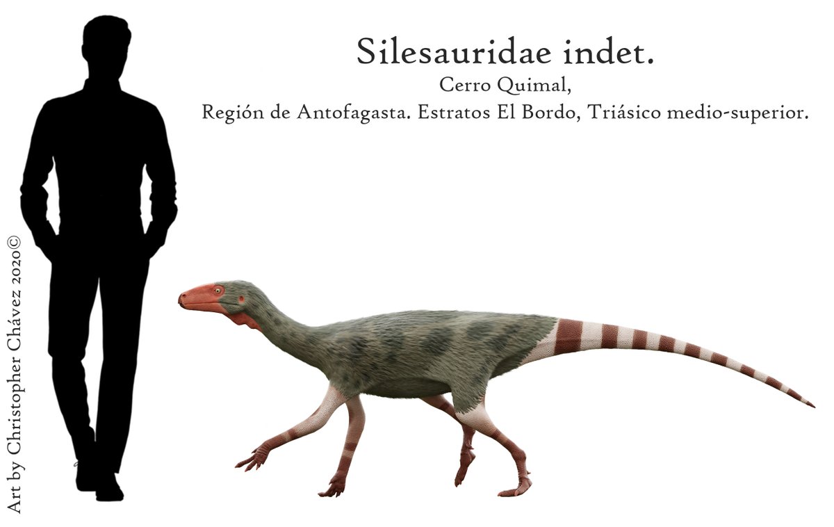 Christopher Lenin A Pair Of Silesaurus Explore The Environments In Search Of Their Breakfast Tender Plants In The Morning To Fill Their Stomachs And Have A Great Day T Co Nnhkth1dqz Antofagasta Christopher Lenin A Pair Of Silesaurus Explore The Environments In Search Of Their Breakfast Tender Plants In The Morning To Fill Their Stomachs And Have A Great Day T Co Nnhkth1dqz Antofagasta