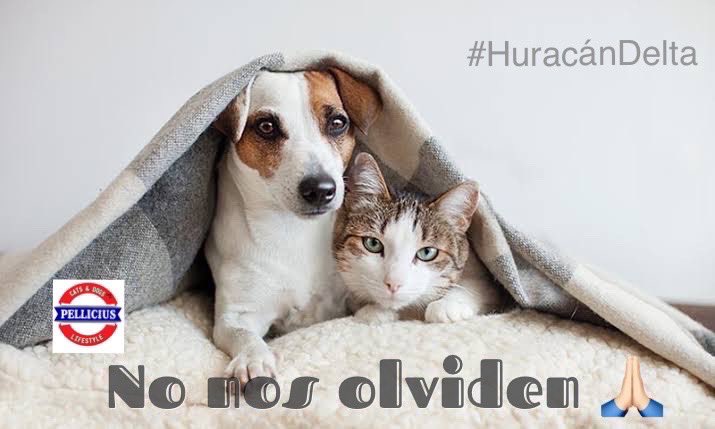 MakeupBeauty1's tweet photo. Por favor Quintana Roo, no te olvides de estos seres con la llegada del Huracán Delta... si encuentras un gato/perro callejero, dale hogar aunque sea solo por esta noche que será devastadora para todos, pero sobre todo para los indefensos que lo vivirán en la calle. #HuracanDelta https://t.co/CzBRws0Nxo