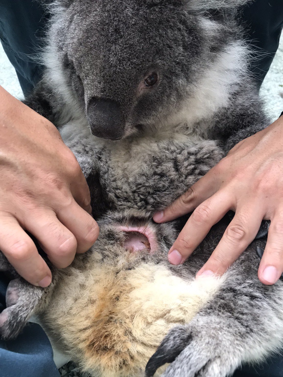 イングランドの丘 動物スタッフ 公式 U Tvitteri コアラがお腹の袋で赤ちゃんを育てる カンガルーたちと同じ有袋類の仲間であることが意外と知られていないようなので 前に袋の中をチェックした時の画像を載せますね この袋はメス イングランドの丘 動物スタッフ 公式 U Tvitteri コアラがお腹の袋で赤ちゃんを育てる カンガルーたちと同じ有袋類の仲間であることが意外と知られていないようなので 前に袋の中をチェックした時の画像を載せますね この袋はメス