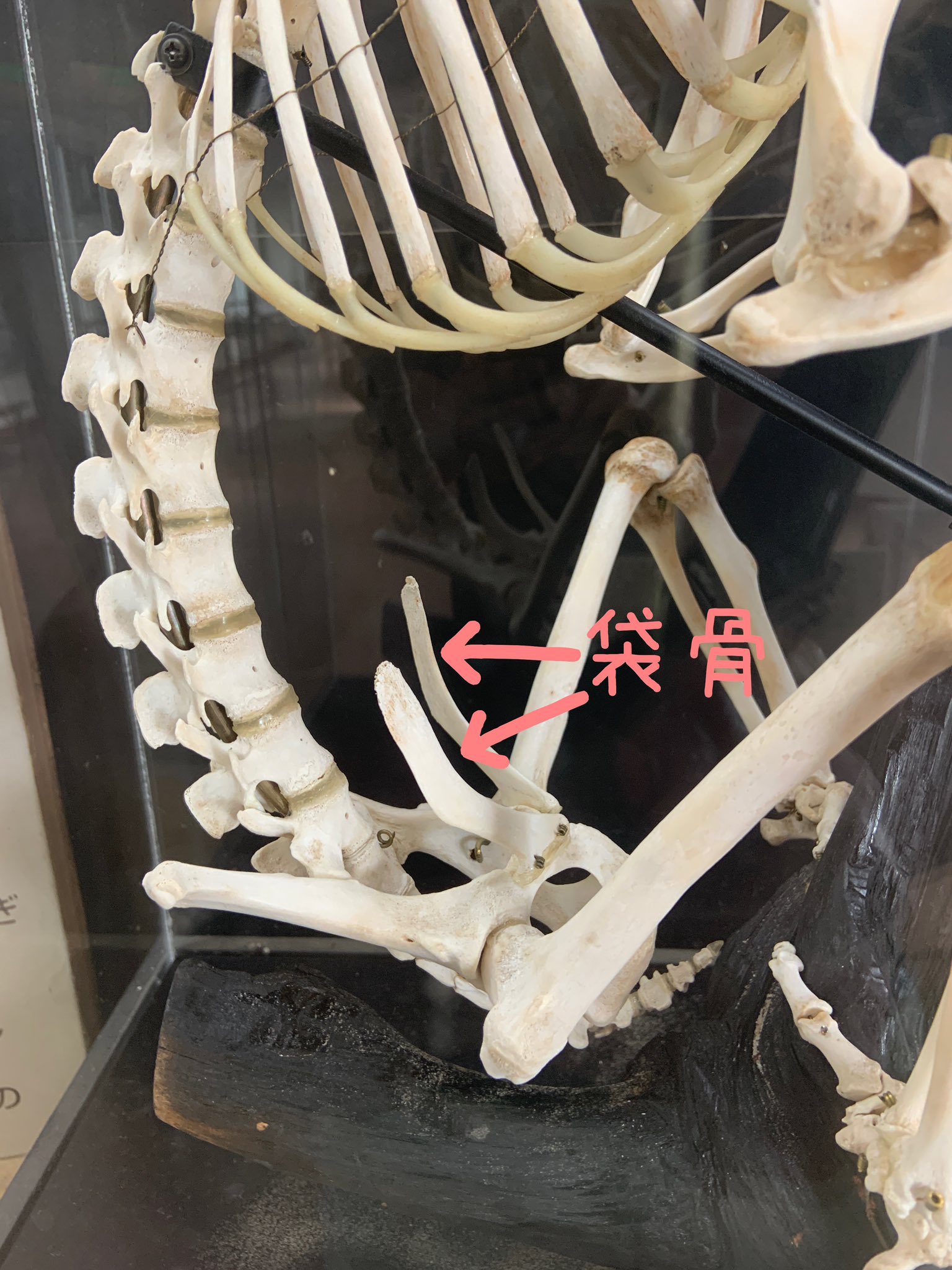 淡路ファームパーク イングランドの丘 公式 在 Twitter 上 コアラがお腹の袋で赤ちゃんを育てる カンガルーたちと同じ有袋類の仲間であることが意外と知られていないようなので 前に袋の中をチェックした時の画像を載せますね この袋はメスにしかありませんが