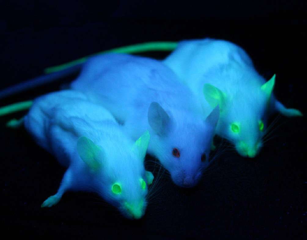 Depuis 2008, des chercheurs injectent dans l’ADN de cochons, d’agneaux, de lapins ou de souris des gènes de Corail ou de méduse pour les rendre phosphorescents.Une souris normale entourée de 2 souris génétiquement modifiées :  https://www.futura-sciences.com/sante/actualites/genetique-mouton-ogm-rendre-animaux-fluorescents-58717/