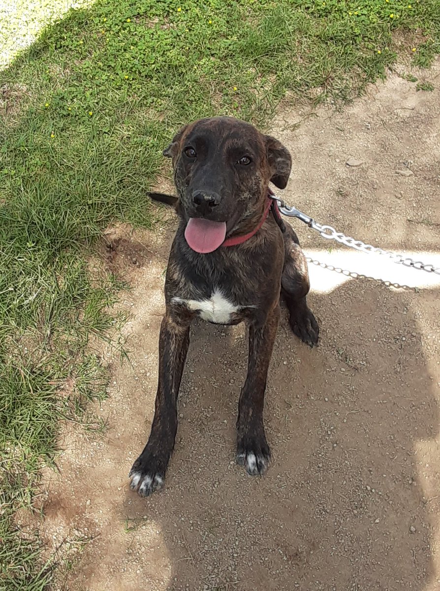 佐賀新聞社 犬猫動物救い隊 譲渡犬 この動物に関する連絡先 犬猫譲渡センターいっしょけんね 0954 23 0532 1 0701 1 男の子 雑種 ５ヶ月 推定 兄妹で一番大きい男の子 将来 大型犬になりそうなので一度いっしょけんねで触れ合って見て下さい