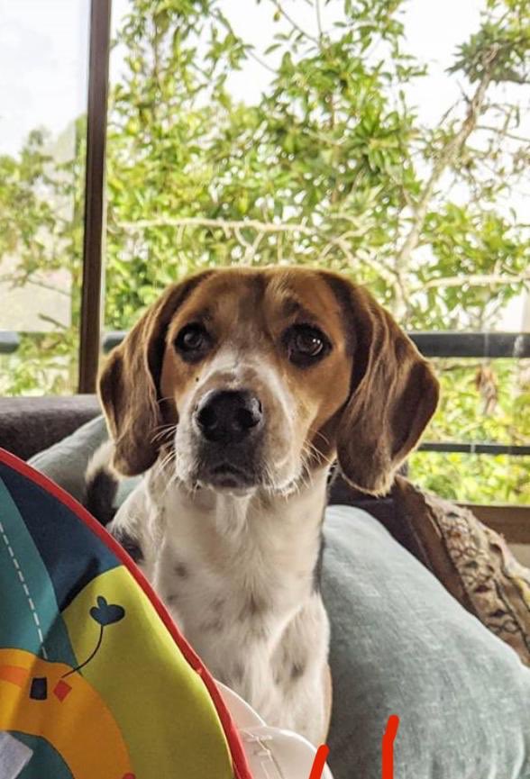 darwingonzalezp's tweet photo. Mascota extraviada en Alto Hatillo el día 05/10/2020 

Responde al nombre Bambu
Es un Beagle

Cualquier información contactar a
04142586699 https://t.co/EdgJxd4SsQ