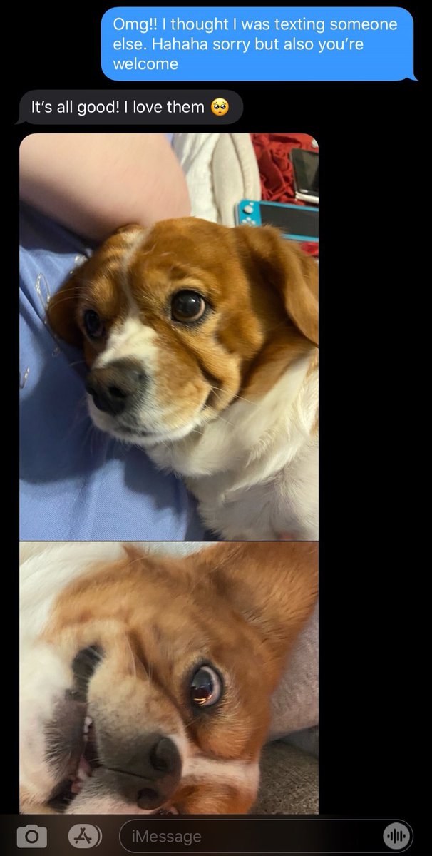 sustainablesam_'s tweet photo. Accidentally sent pug photos to a random person and it turned into the most wholesome interaction of 2020: https://t.co/5WCOOqeI51
