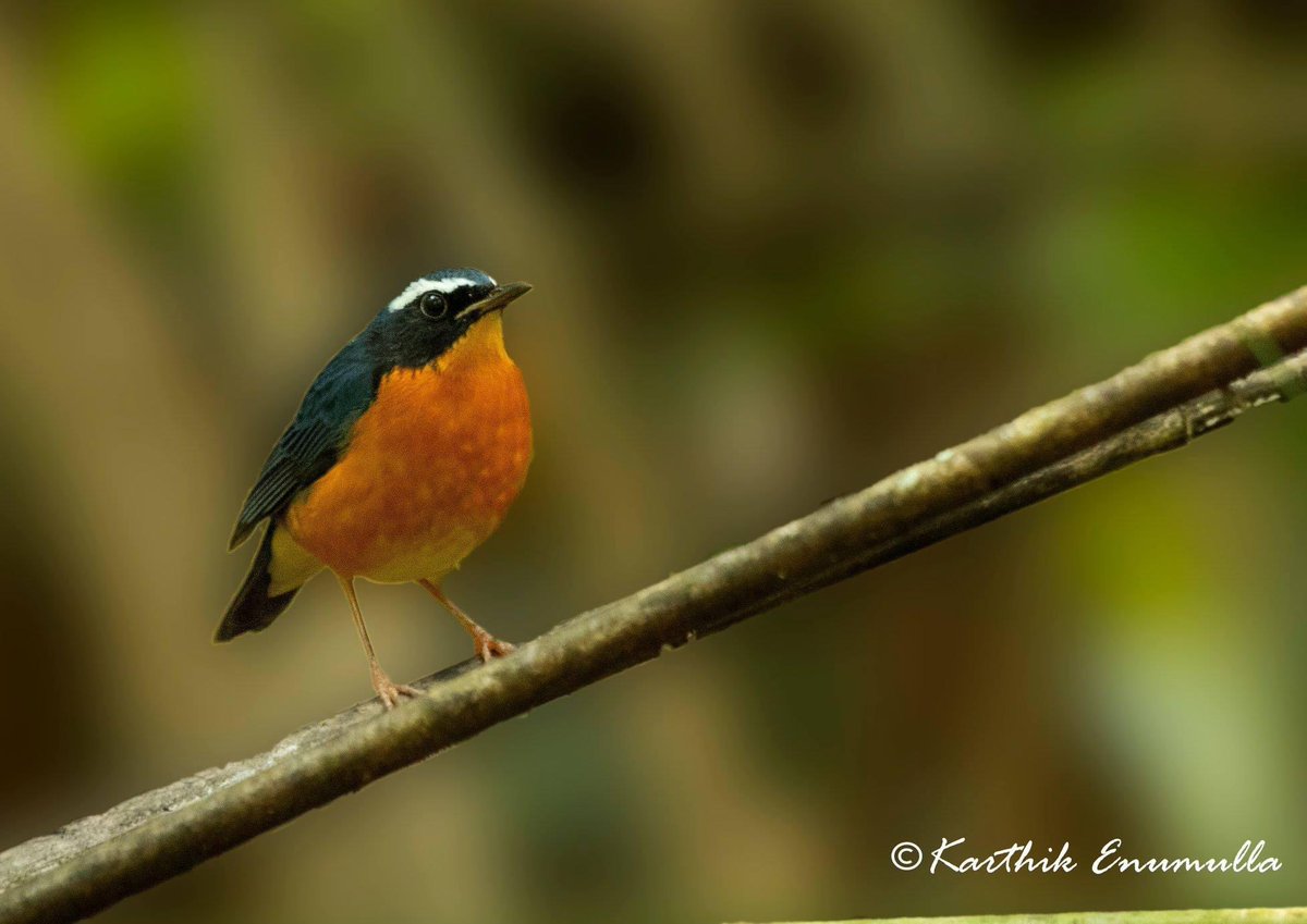 _photopilgrim's tweet photo. Indian Blue Robin!
Thatekkad| Dec’2016
@IndiAves @Avibase #birding #photography #wildlife #avianphotography #birds #robin #indianbluerobin #thattekad https://t.co/Btc5GgUJVQ