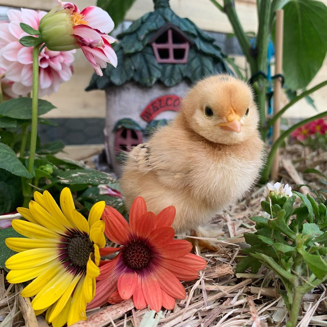 MartinaRosemann's tweet photo. .@SchultheisEva Guten Morgen liebe Eva und wünsche dir einen wunderschönen Mittwoch! 😊 #StaySafe #cicken https://t.co/yR2rkGMHfO