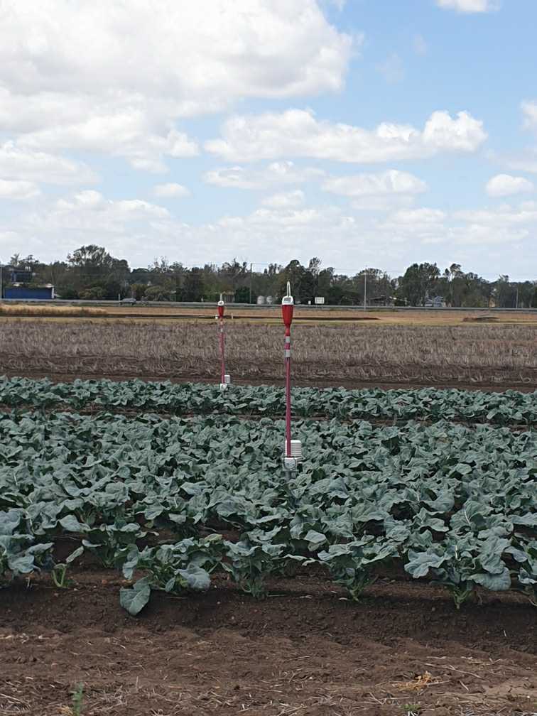 #GreenBrain is being used in a trial looking at strip tillage v conventional tillage in broccoli production.

#soilmoisturemonitoring
<a href="/EnviroProProbes/">EnviroPro SoilProbes</a> 
greenbrain.net.au