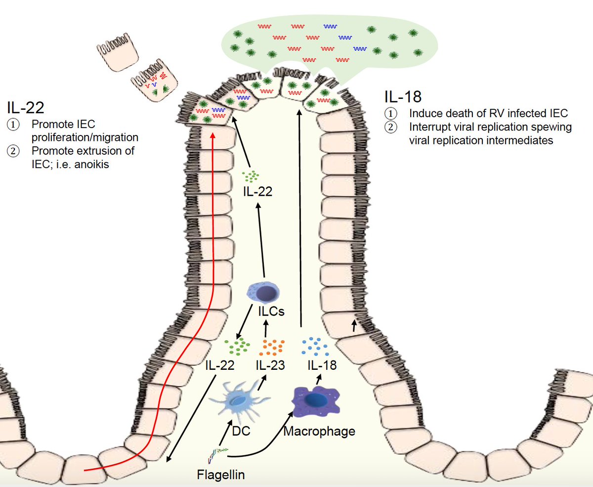 Ifor Williams (@iforrwilliams) on Twitter photo Cytokine assassins: flagellin-induced IL-22 and IL-18 employ different mechanisms to purge rotavirus-infected cells from the tips of small intestinal villi
New in October's <a href="/SciImmunology/">Science Immunology</a> from Andrew Gewirtz's lab <a href="/GSUIBMS/">GSUIBMS</a> <a href="/BenoitChassaing/">Chassaing Laboratory</a> <a href="/Inserm/">Inserm</a>
Bit.ly/3d5tnfn Cytokine assassins: flagellin-induced IL-22 and IL-18 employ different mechanisms to purge rotavirus-infected cells from the tips of small intestinal villi
New in October's <a href="/SciImmunology/">Science Immunology</a> from Andrew Gewirtz's lab <a href="/GSUIBMS/">GSUIBMS</a> <a href="/BenoitChassaing/">Chassaing Laboratory</a> <a href="/Inserm/">Inserm</a>
Bit.ly/3d5tnfn