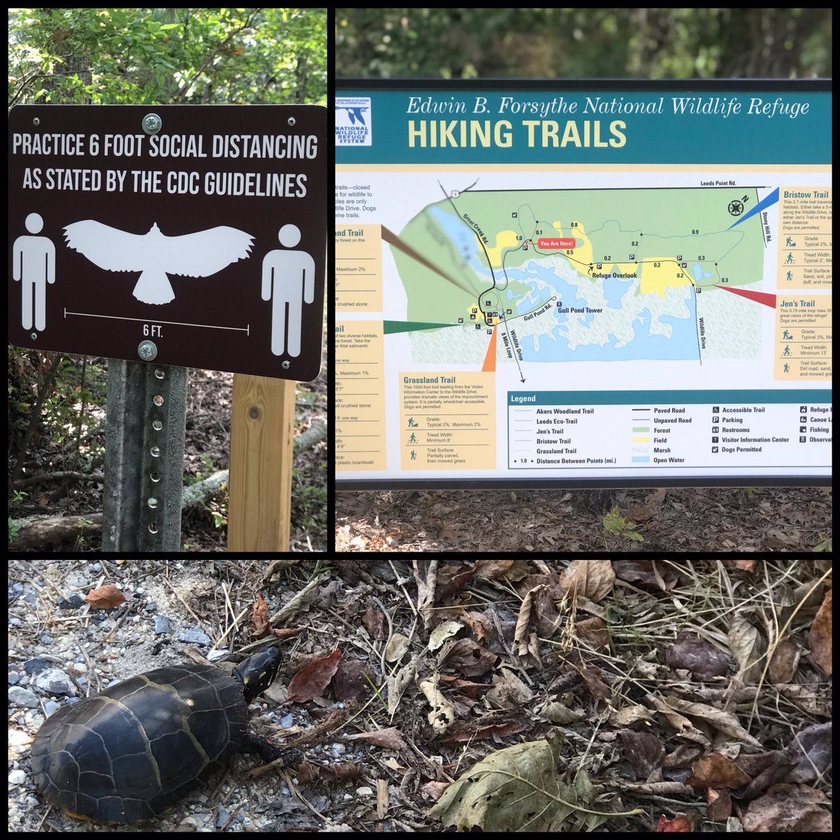 My favorite place to #runinthewoods in #SouthJersey #practicesocialdistancing X💯 🦠 😷 😌 & hang out with turtles on the trails 🏃🏽‍♀️ 🐢 #nationalwildliferefuge #edwinbforsytherefuge #JerseyStrong #QuarantineLife #quarantinerun #trailrunning #trailrunner