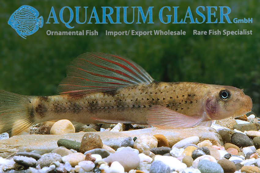 aquariumglaser's tweet photo. #microphysogobio #tafangensis
find more details and pics @ https://t.co/kgExUnuDLM https://t.co/MNK0uhtJnO