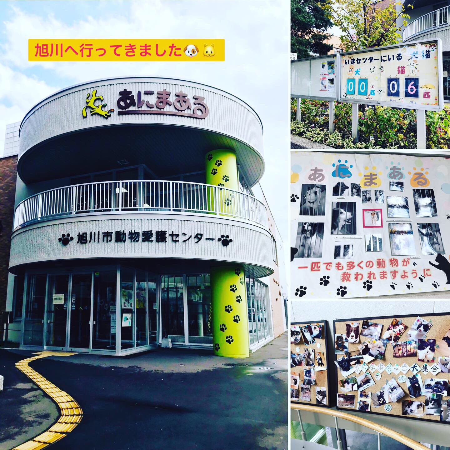 動物愛護団体 啓発 釧路肉球フレンズ 旭川市動物愛護センターあにまあるさんに行ってきました 釧路 釧路肉球フレンズ 旭川 旭川市動物愛護センター あにまある T Co L5renkmfvo Twitter 動物愛護団体 啓発 釧路肉球フレンズ 旭川市動物愛護センターあにまあるさんに行ってきました 釧路 釧路肉球フレンズ 旭川 旭川市動物愛護センター あにまある T Co L5renkmfvo Twitter