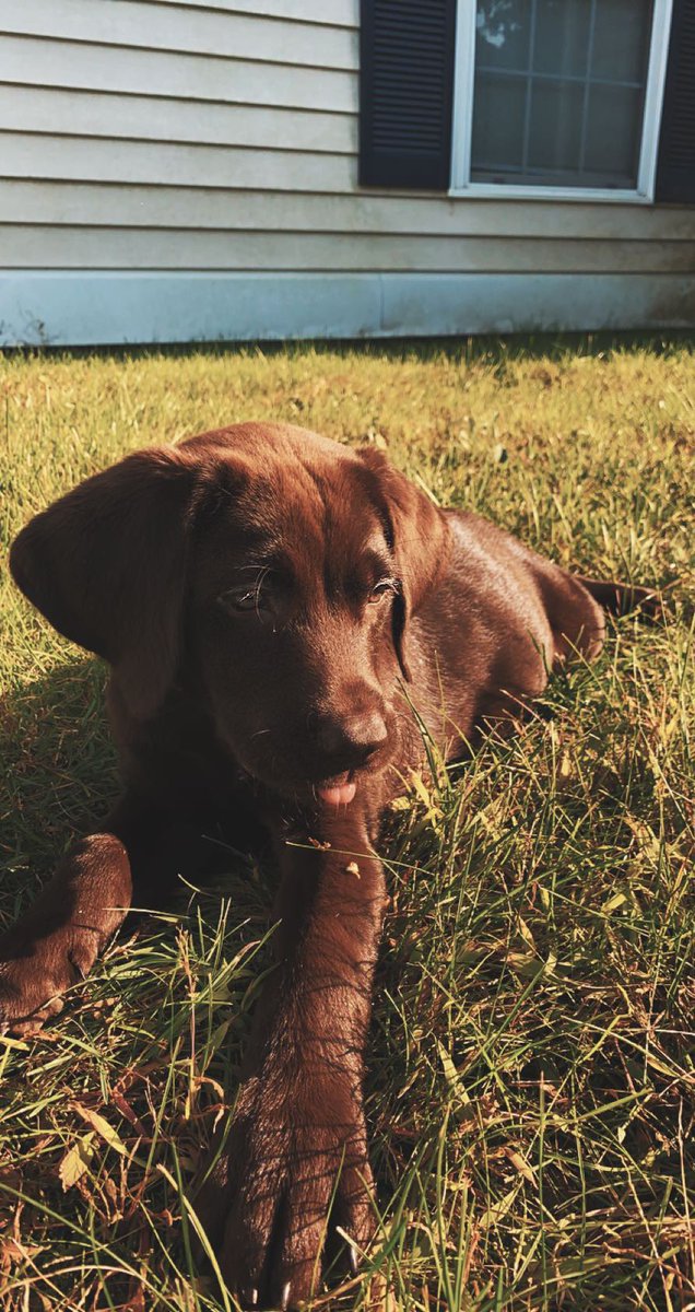TruebloodAmelia's tweet photo. Twitter meet my new baby, Mocha🤎🤍 #chocolatelabmom #dogmom https://t.co/C8wI5eDURq