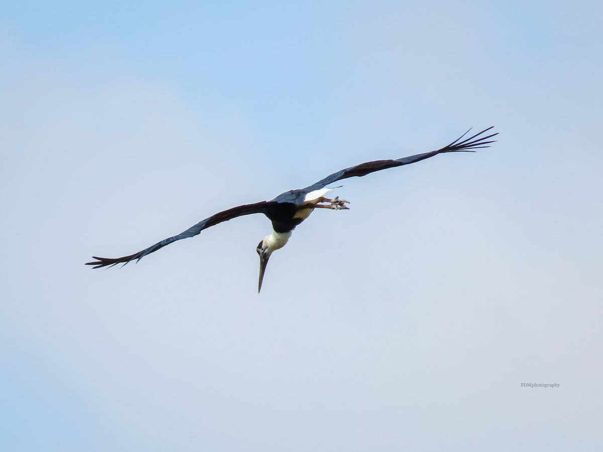 DevMukund8's tweet photo. #PDMphotography
#wildlife #nature #wildlifephotography #birdphotography #birds #photography #NationalGeographic #wild #outdoor #animalplanet #picoftheday #naturelovers #wilderness https://t.co/oM6jGth5Cv
