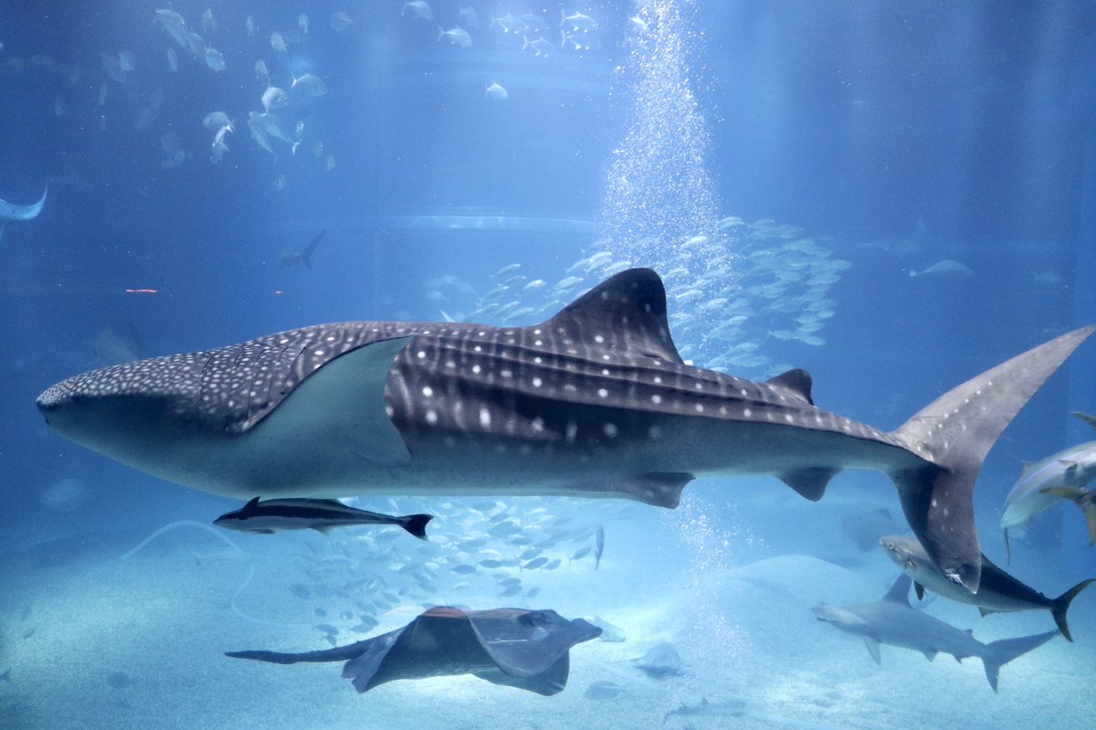 ぴゅん 水族館系youtuber ぴゅんが撮る海遊館の大水槽