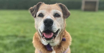 DailyMirror's tweet photo. Desperate plea to find owner for UK's most unloved dog after 11 years in kennels
https://t.co/cpxqq74882 https://t.co/7Kp5yMWjh6