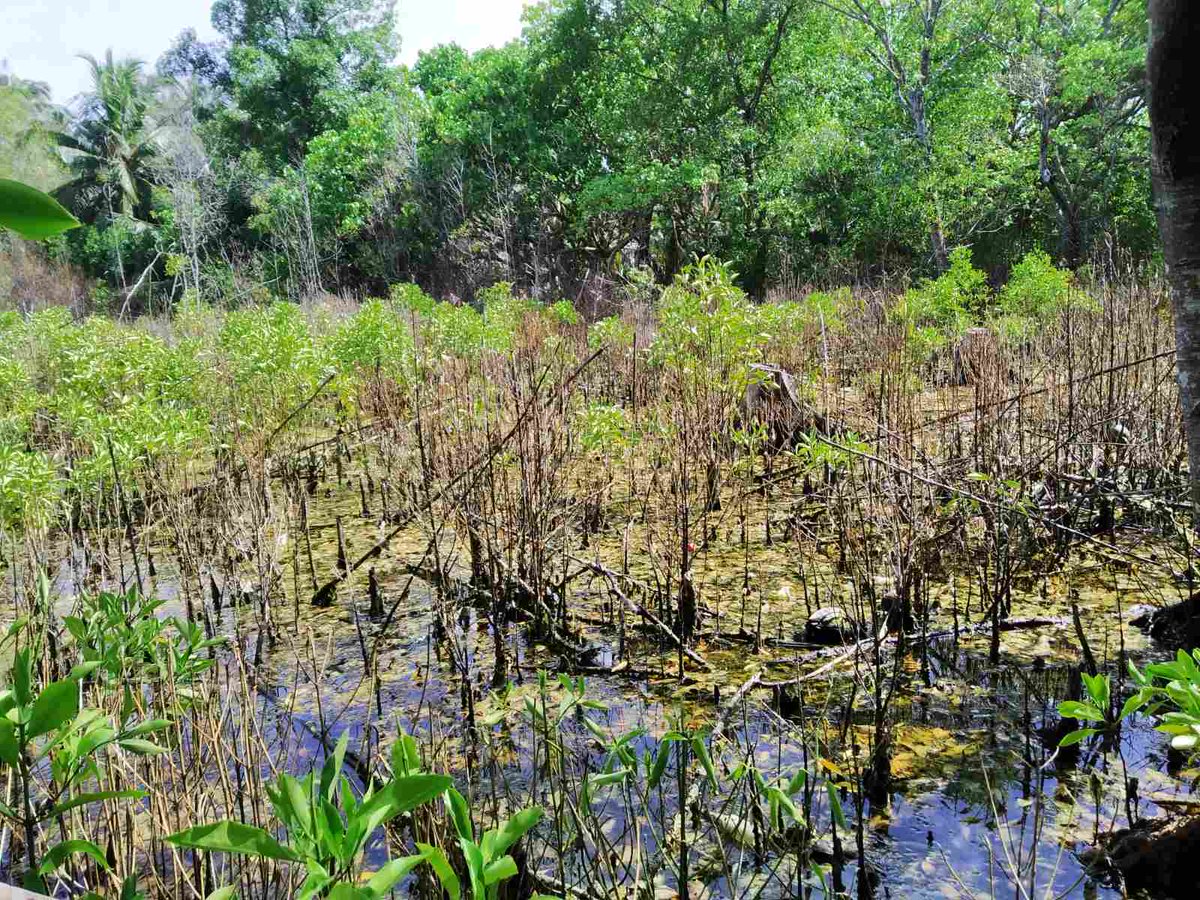 Mangrove die- off from G Dh rathafandhoo