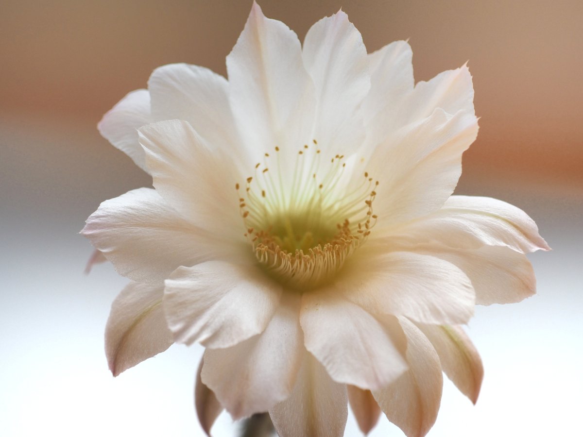 tinyurbanfarmer's tweet photo. One of my very first cactus flower (Sea Urchin Echinopsis subdenudata) and now over 460 sales and 210 reviews and my tiny store is blooming too. https://t.co/FNDC0bX5vQ