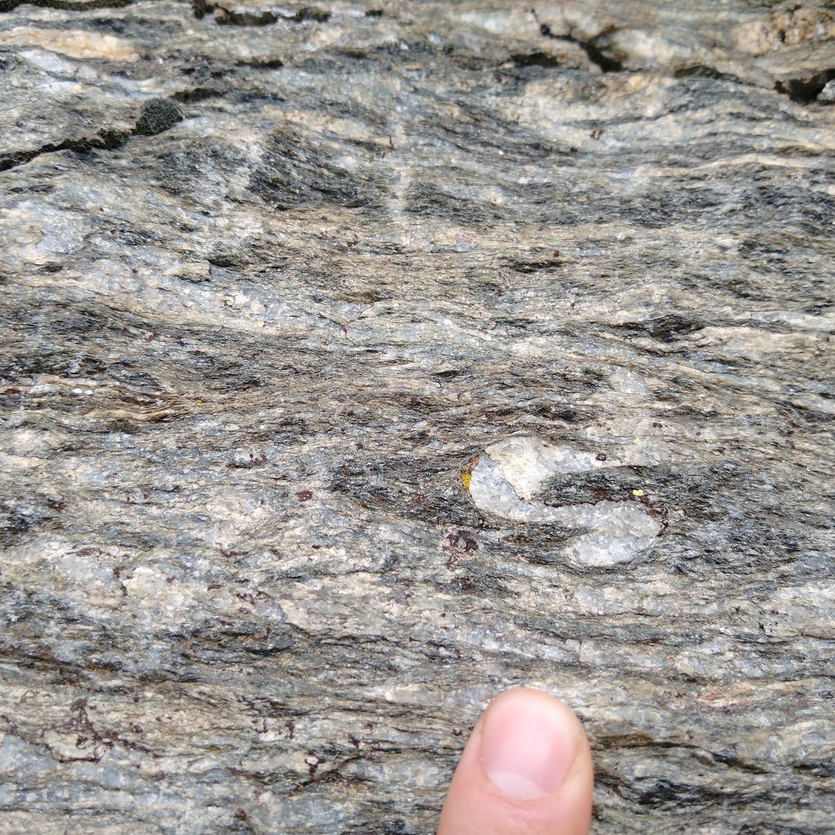 GeologistsCat's tweet photo. Oh #Rocktober  (day 7) good thinking human @FossilLocator. Here is a picture of an #mica #shist outcrop with #garnet. The outcrop is marked with an “s” for superb! Every outstanding outcrop should get such an indicator, making it easier for the humans to do #geology. https://t.co/KKnpYgEV1J