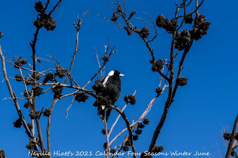 Here's your first look at my Limited Edition 2021 A4 Calendar Four Seasons #Winter Only while stock last #BirdLife #AustralianFauna #AussieAnimals #AustralianWildlife #AustralianPhotographer #Islandlife #VisitGippsland #GippslandLakes #SupportLocalArt #BuyLocalArt #Photo #BlueSky https://t.co/GqEZ7Z8R6W