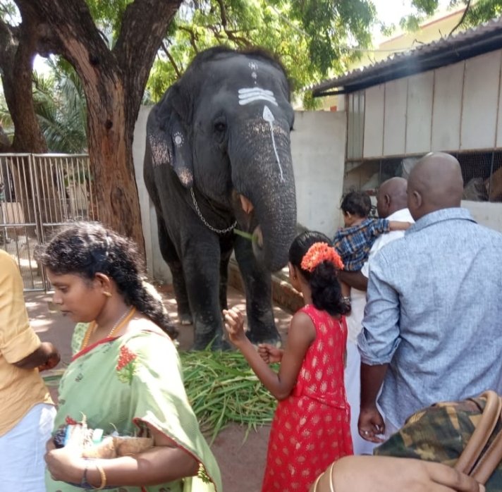 @Kunthavi5 Wow.
One friend shared Tiruchendhur elephant.
Guess we may not have elephants in temples in future 😔
@rawincare1