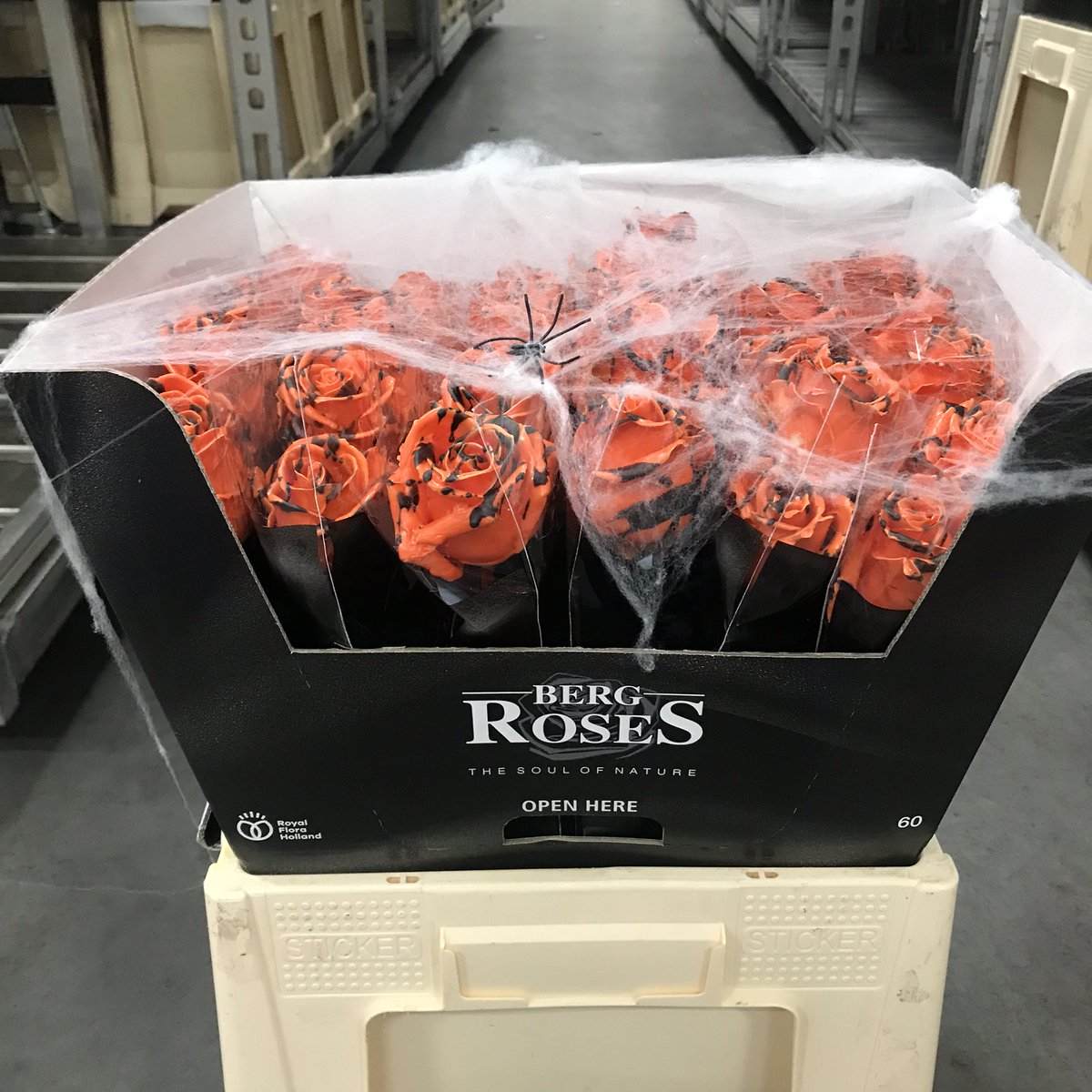 H A L L O W E E N 👻
It's time again. The ghosts and creeps come around the corner again. That is why we have special wax roses! Entirely in the theme of Halloween. The roses are a beautiful decoration to give a Halloween atmosphere at home, despite COVID-19!
#roses #bergroses