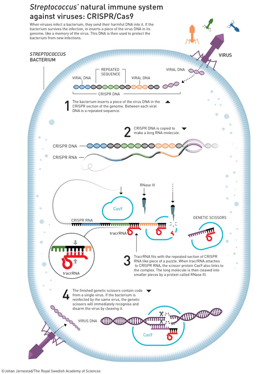 When #NobelPrize laureates Emmanuelle Charpentier and Jennifer Doudna investigated the immune system of a Streptococcus bacterium they discovered a molecular tool that can be used to make precise incisions in genetic material, making it possible to easily change the code of life.