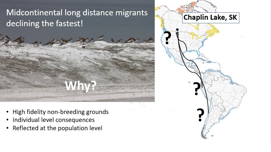 1/6 My research at #usask in Dr.Christy Morrissey's lab studies the migratory connectivity of Sanderling at a major stopover site in south Saskatchewan to non-breeding grounds across the Americas using a multi-isotope approach and the Motus Wildlife Tracking System #ISTC20 #sesh2