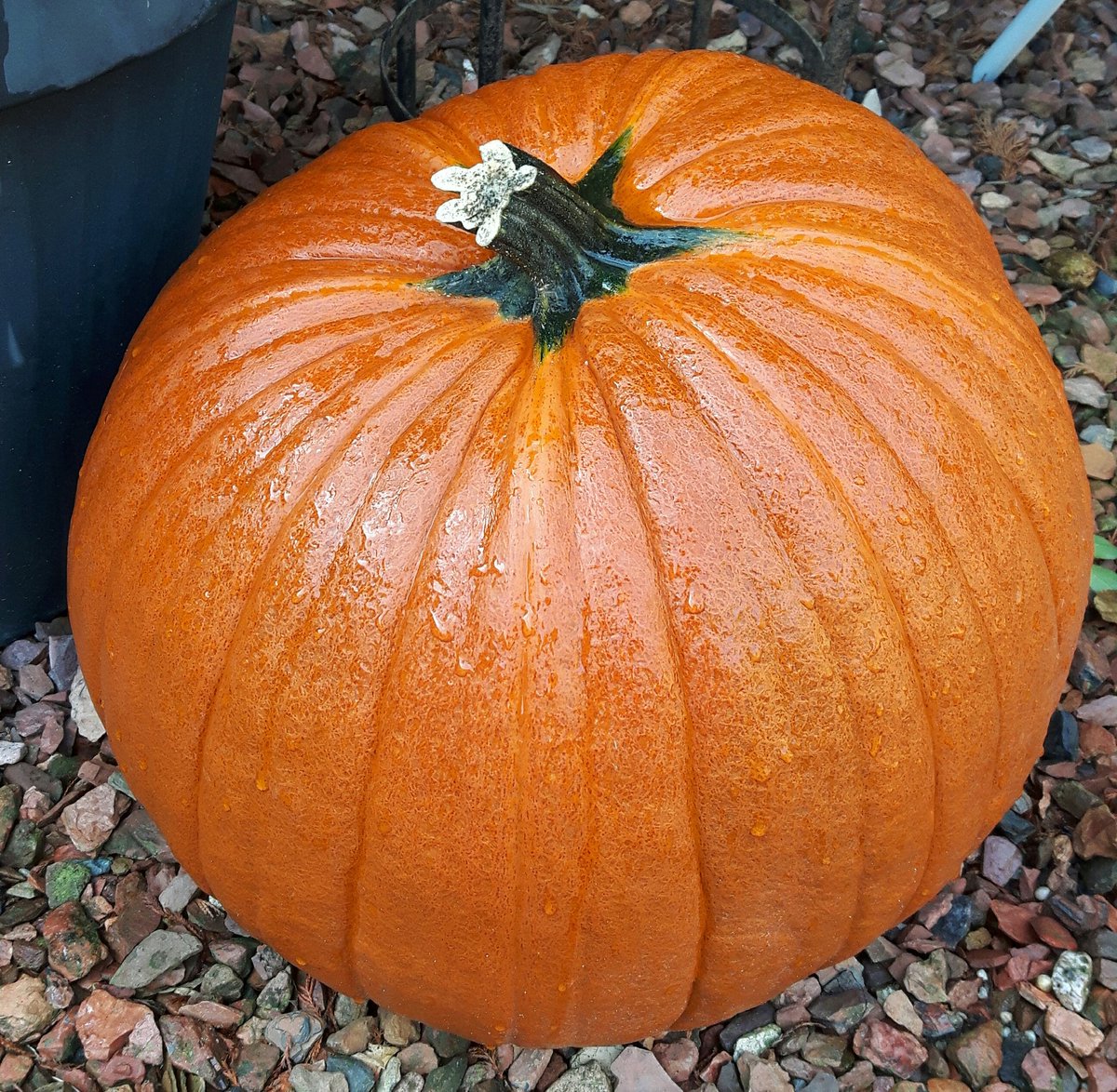 LivingCozy's tweet photo. #MyFavoriteColorIsOctober!
This month awakes my soul, fills my heart with #love, #colors and #cozyness. I was and I am born every October and I am so #Grateful and #Thankful for this Life's gift! #FallingInLove and Embracing The Beauty Of My Favorite Month Of The Year!
🍂❤🍂 https://t.co/ds4fCRerV0