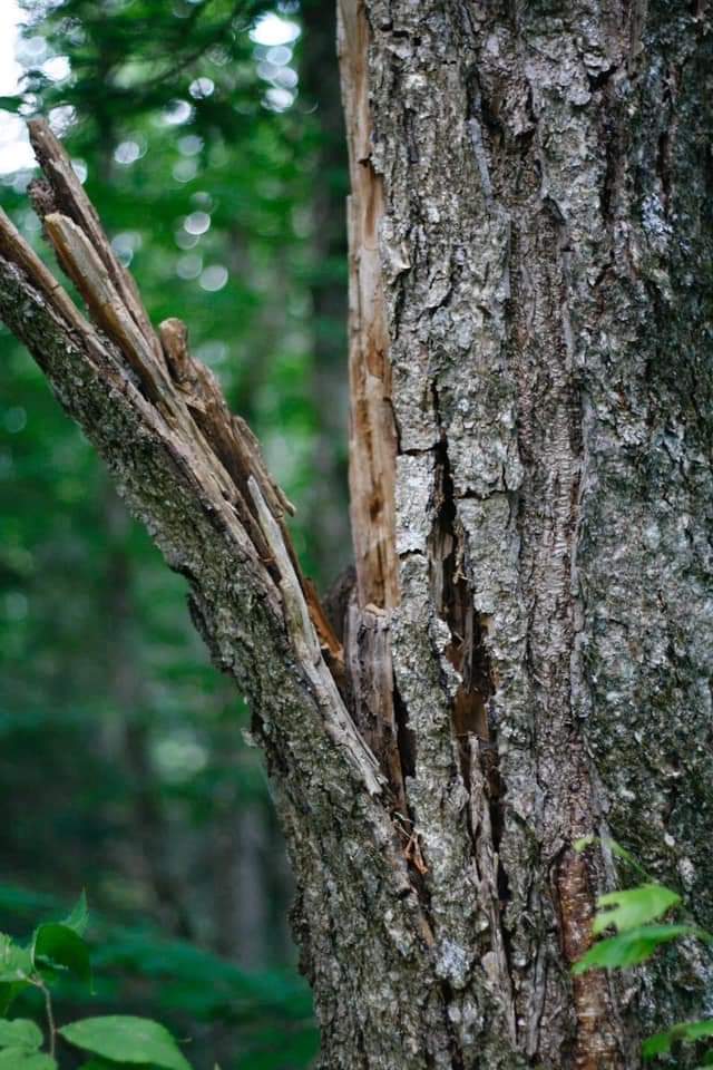 أحاول أن أدوزن أوتار قلبي من جديد 
على أصوات العصافير لعلّه ينسى السهر 
ويقول حيّ على الصباح ..🌱