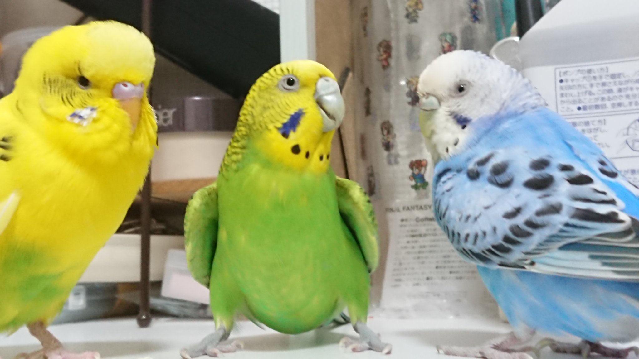 無料ダウンロード セキセイ インコ 壁紙 Hd壁紙ギャラリー画像