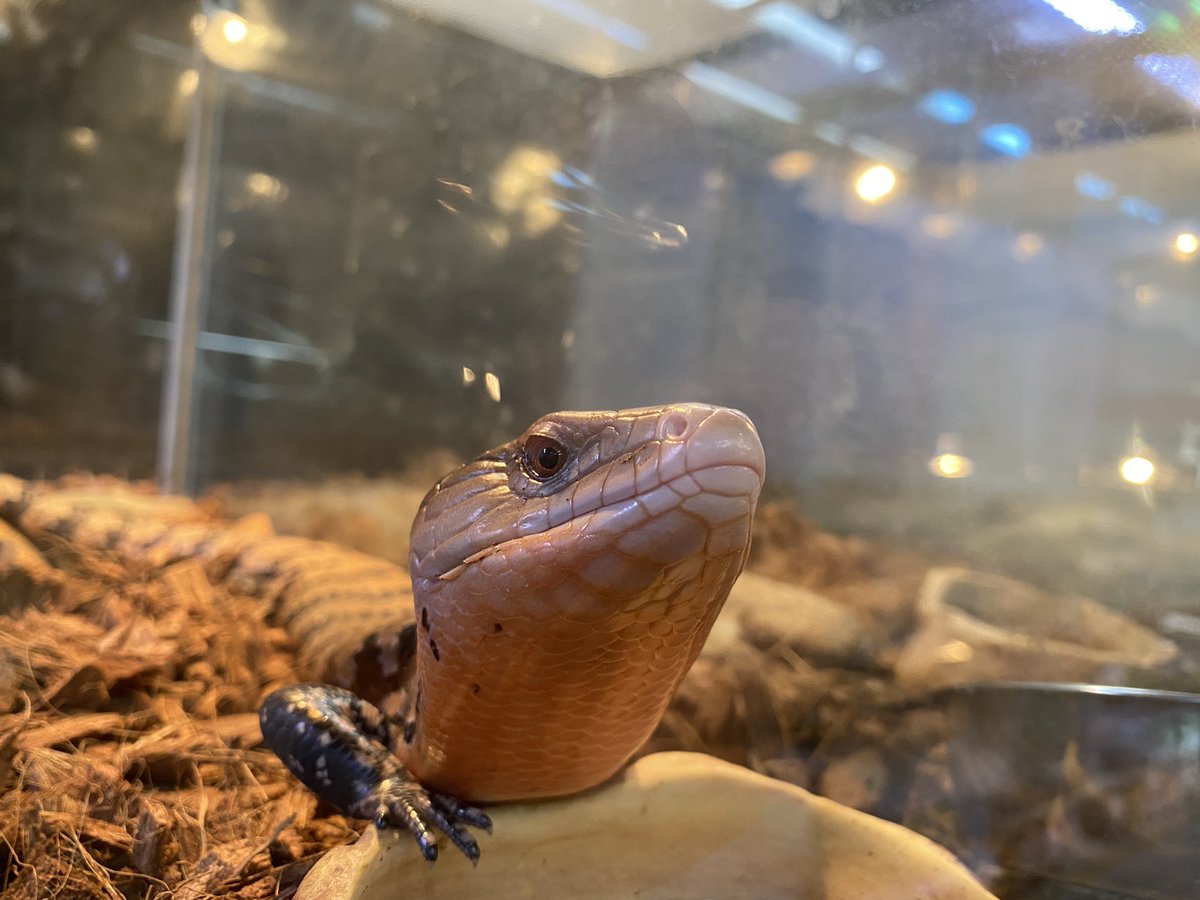 from SCRATCH フロム スクラッチ on X