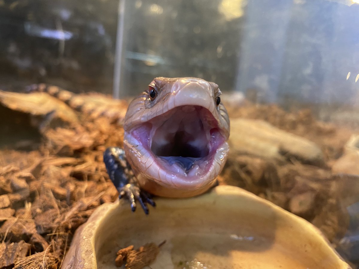 from SCRATCH フロム スクラッチ on X